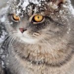 عکی گربه ملوس در برف برای پروفایل