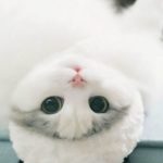 عکس گربه ملوس سفید پشمالو برای پروفایل