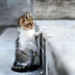 عکس گربه ملوس جدید برای پروفایل تلگرام