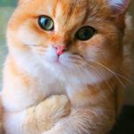 عکس گربه ملوس جدید برای پروفایل اینستاگرام