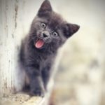 عکی گربه ملوس سیاه برای پروفایل
