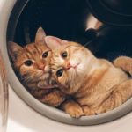 عکس گربه های ملوس در لباسشویی برای پروفایل