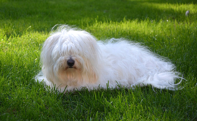 بهترین نژاد سگ خانگی پا کوتاه: Coton de Tulear