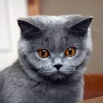 والپیپر دخترانه گربه ملوس و شیطون خاکستری برای لپ تاپ