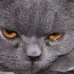 عکس گربه ملوس سیاه بامزه برای صفحه لپ تاپ