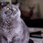 عکس گربه ملوس خاکستری برای لپ تاپ