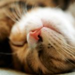 تصویر پس زمینه دخترانه از گربه های ملوس خوابیده برای صفحه لپ تاپ