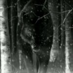 عکس نقاتشی گرگ در جنگل