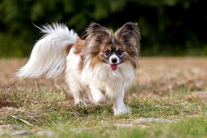 بهترین نوع نژاد سگ خانگی پا کوتاه: Papillon Papillon