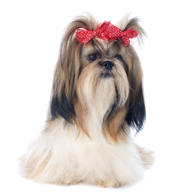 بهترین نژاد سگ خانگی پا کوتاه: سگ شیتزو (Shih Tzu)