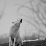عکس گرگ سفید برای صفحه موبایل