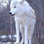 عکس گرگ سفید در برف در جنگل برای موبایل