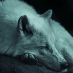 عکس گرگ سفید خوابیده برای موبایل
