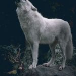 عکس گرگ سفید در طبیعت