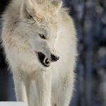 عکس گرگ سفید وحشی برای موبایل