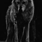 زیباترین عکس گرگ وحشی سیاه برای بک گراند گوشی