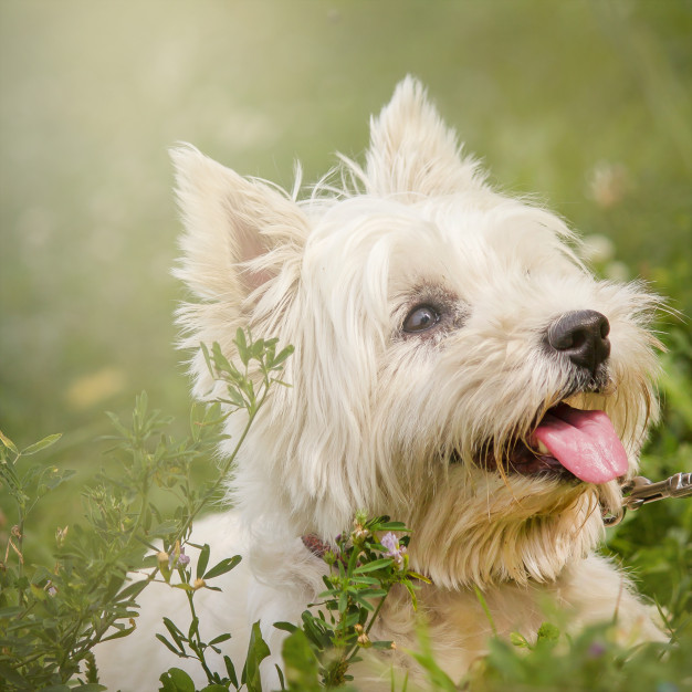 بهترین نوع سگ خانگی پا کوتاه: سگ یورکشایر تریر (Yorkshire Terrier) 