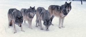 چگونه گرگ‌های وحشی به صورت گروهی شکار می‌کنند؟