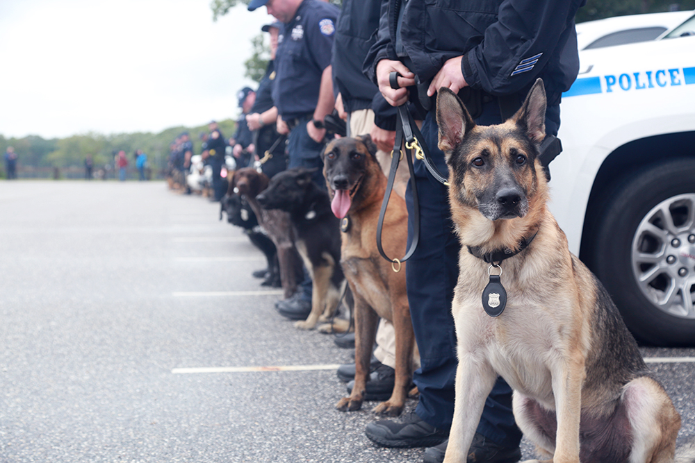 نژاد های سگ پلیس
