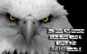 مجموعه زیبا از عکس عقاب سفید برای پروفایل با کیفیت full HD