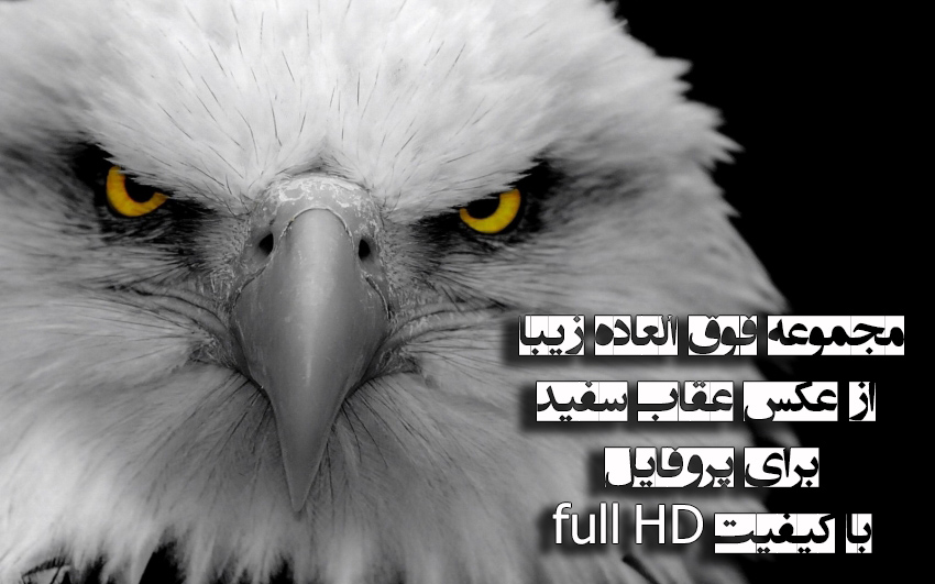 مجموعه فوق العاده زیبا از عکس عقاب سفید برای پروفایل با کیفیت full HD