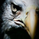 عکس عقاب وحشی از روبرو ببا کیفیت بالا رای پروفابل