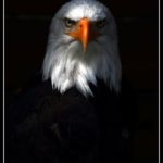 عکس عقاب وحشی سر سفید از روبرو برای پروفایل با کیفیت خوب