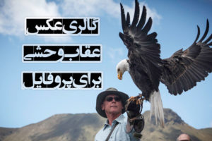 گالری عکس عقاب وحشی سر سفید برای پروفایل با کیفیت بالا