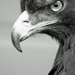 عکس پروفایل عقاب وحشی سیاه با کیفیت بالا