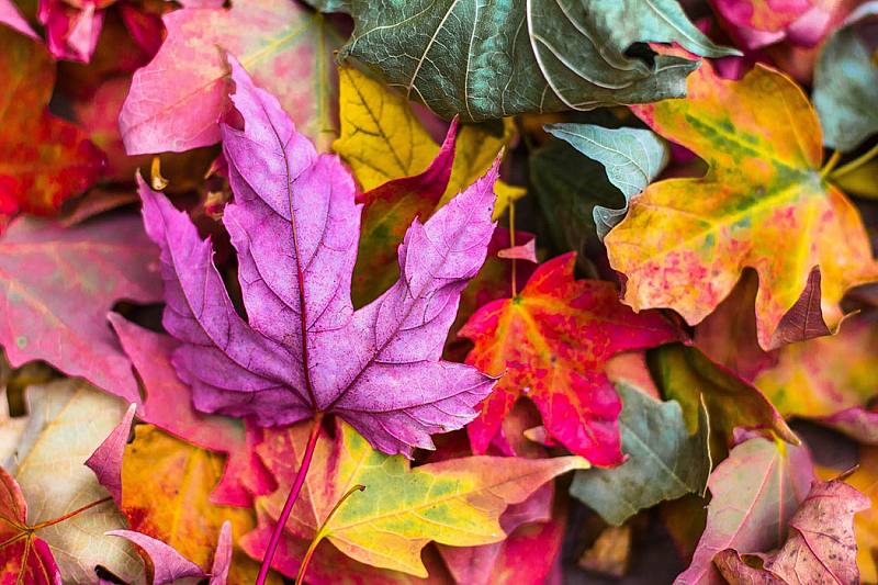 تصاویر با کیفیت از برگ های رنگا رنگ پاییزی برای صفحه کامپیوتر