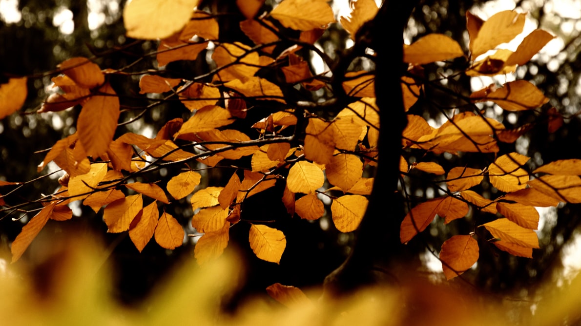 عکس با کیفیت از برگ های زرد پاییزی برای صفحه لپ تاپ