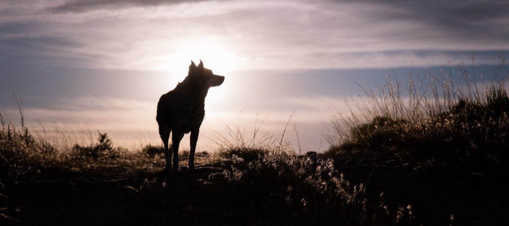 گرگ تنها بیشتر بدانید بهمراه عکس هایی از گرگ های تنها