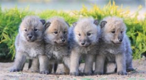 عکس توله گرگ های زیبا سیاه و سفید و خاکستری