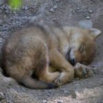 توله گرگ خواب