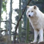 گرگ تنها سفید