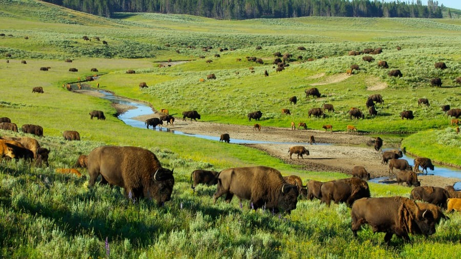 بهترین مناطق روی زمین در سال 2020: پارک ملی Yellowstone، در ایالات متحده