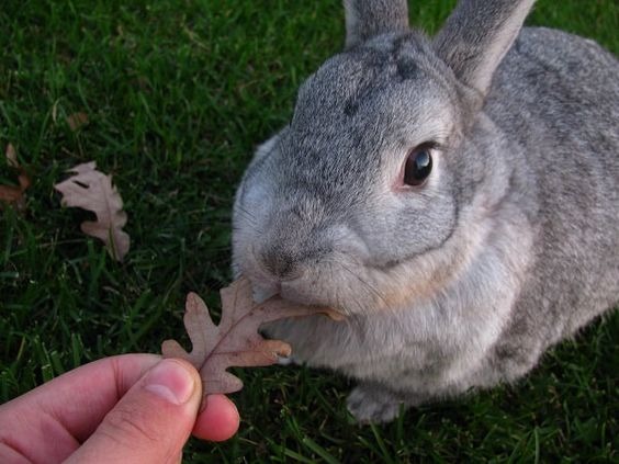 نژادهای مختلف خرگوش: خرگوش نژاد امریکن چین چیلا (American Chinchila)