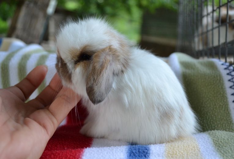 American Fuzzy Lop