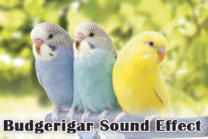 دانلود صدای مرغ عشق با کیفیت بالا برای آموزش دادن پرنده و ساخت کلیپ