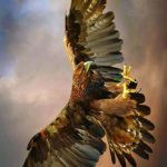 عکس عقاب در حال پرواز برای صفحه موبایل