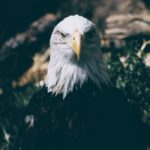 والپیپر عقاب از روبرو برای صفحه گوشی موبایل