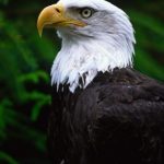 عکس عقاب سر سفید برای صفحه گوشی