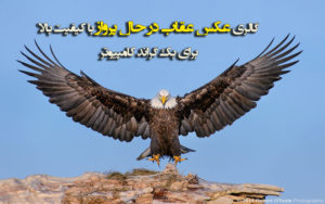 گالری عکس عقاب در حال پرواز با کیفیت HD برای بک گراند کامپیوتر