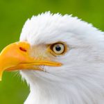 والپیپر عکس عقاب تیز بین سر سفید برای کامپیوتر