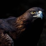 بک گراند عقاب سیاه برای لپ تاپ