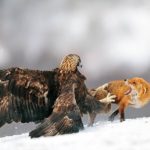 عکس جدال عقاب و روباه برای پس زمینه کامپیوتر و لپ تاپ