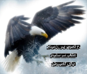 30 تصویر پس زمینه عقاب سر سفید با کیفیت HD برای کامپیوتر و لپ تاپ