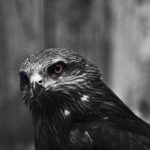 عکس سیاه سفید عقاب وحشی برای بک گراند کامپیوتر