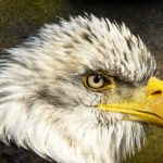 عکس پس زمینه عقاب سر سفید برای لپ تاپ