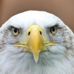 تصویر زمینه عقاب سر سفید از روبرو برای کامپیوتر